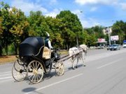 Карета в Ростове,  свадебный кортеж,  невеста,  жених,  принц  белый конь 